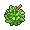 金枕果